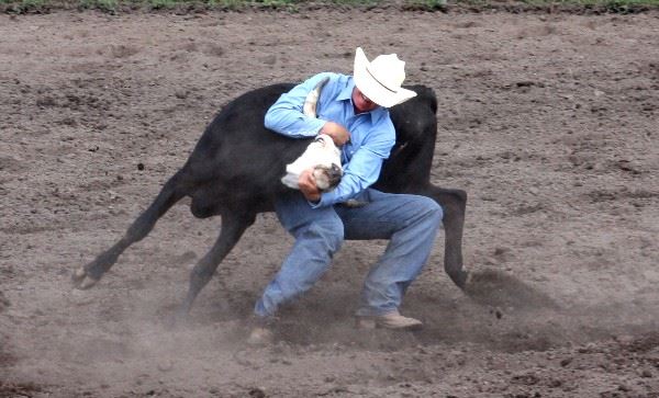 Cowboy Wrestling a Steer